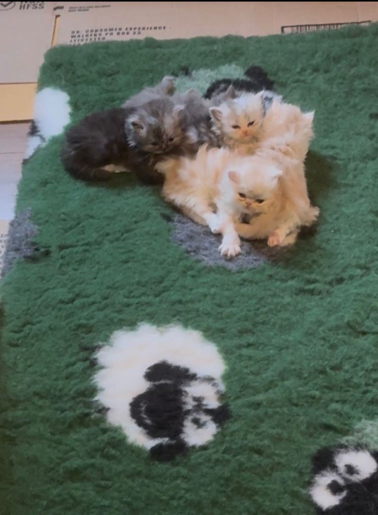 😻ONLY 3 LEFT STUNNING PERSIAN KITTENS😻