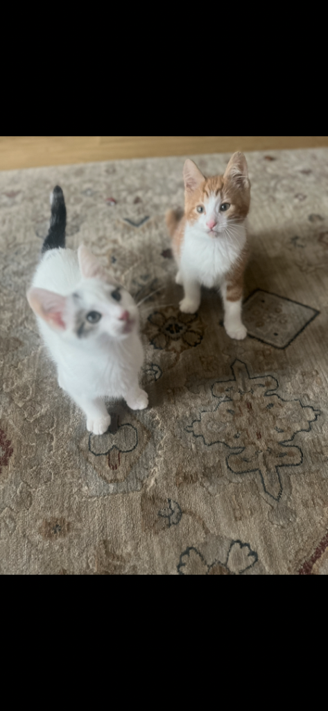 12 week old kittens for sale