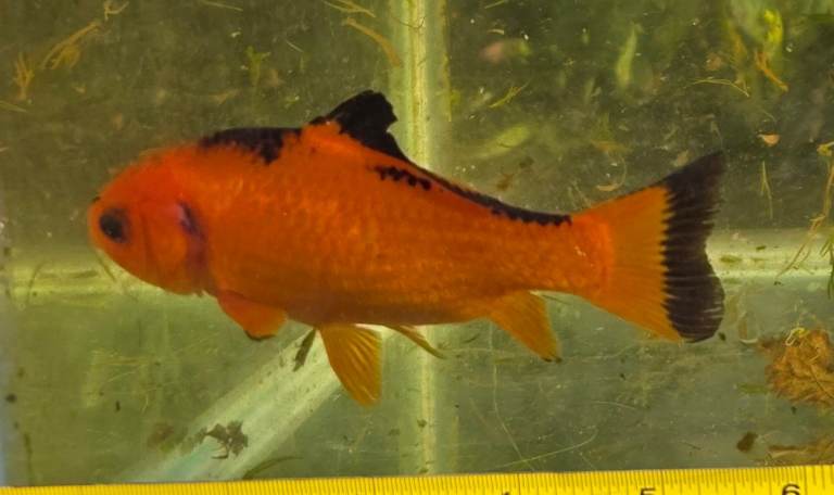 Goldfish for Pond