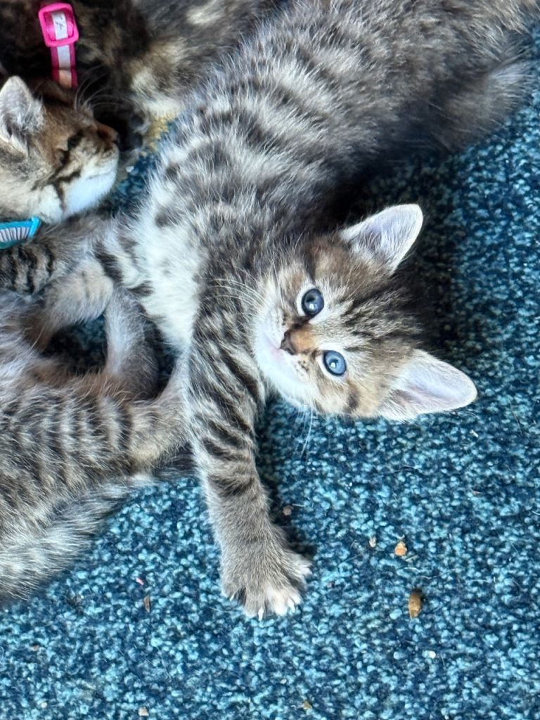 Beautiful kittens 