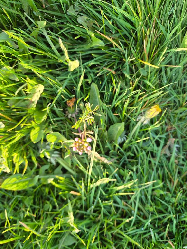 WANTED - Disused Garden/Land