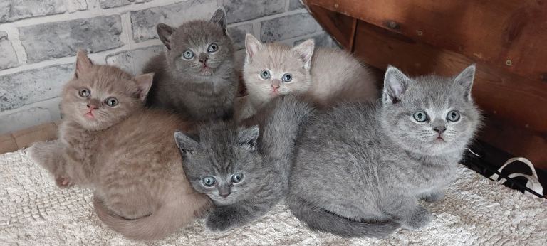 British short hair kittens for sale 