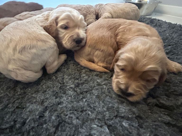Cockapoo puppies from health tested parents