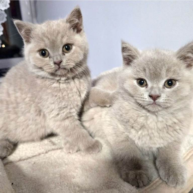 2 x female Shorthair British (lilac)