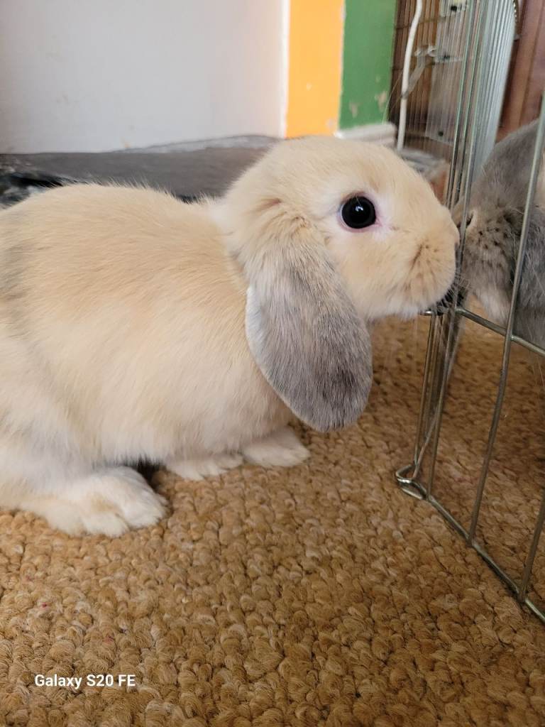 Female baby rabbit