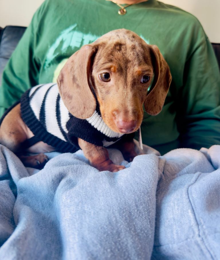 Miniature dachshund 