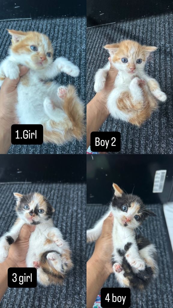 Beautiful kittens for sale 