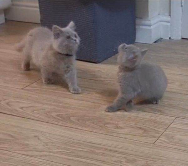 Lilac British Short hair kittens