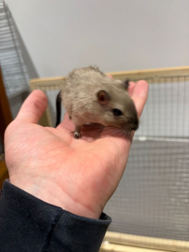 Male Gerbils 