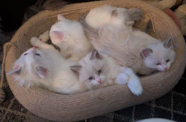 Adorable purple, purebred Ragdoll Kittens