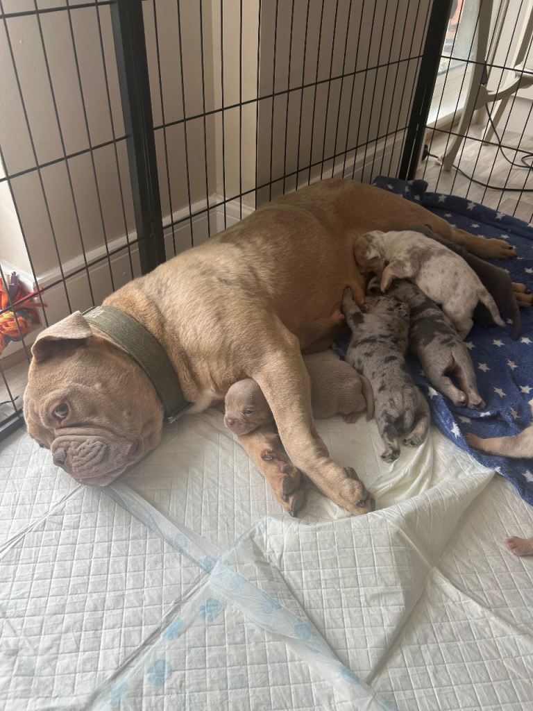 Bulldog / minibull puppies 
