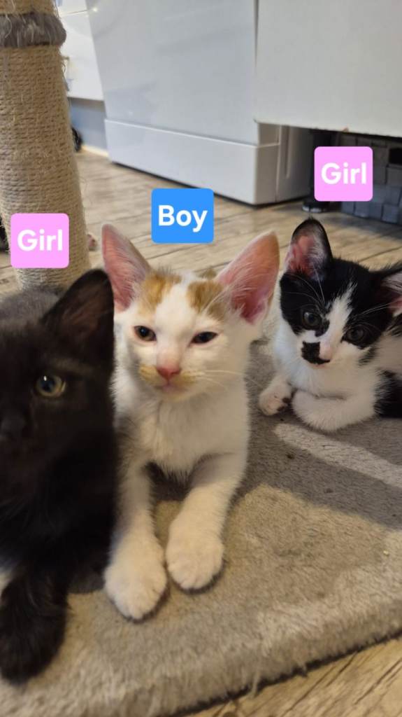4 Adorable Kittens ready for their new homes 