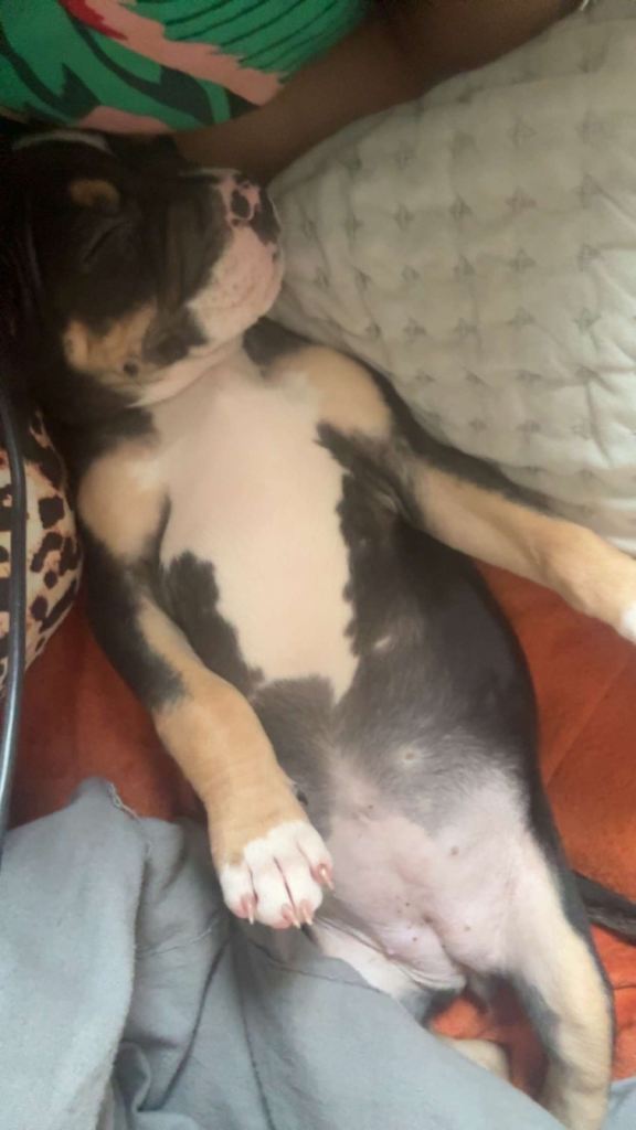 Pup 9 weeks (female)