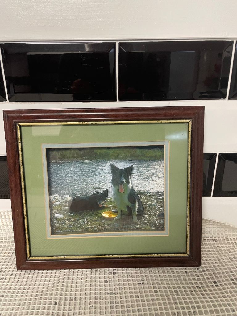Framed Dog Photo – Lovely Condition