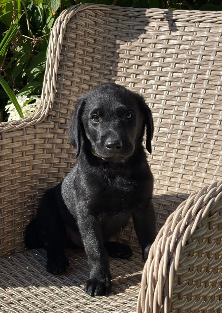 KC Reg Black Lab puppies ready now