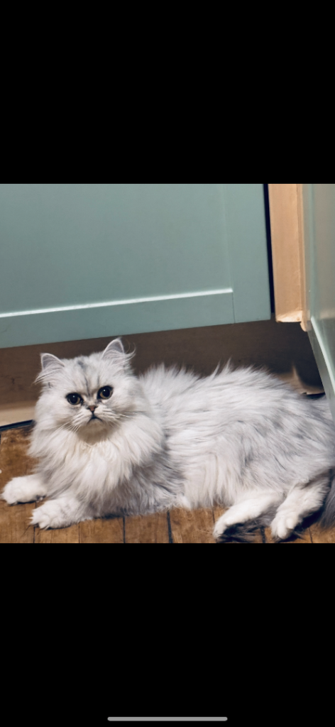 I’m selling my beautiful girl 