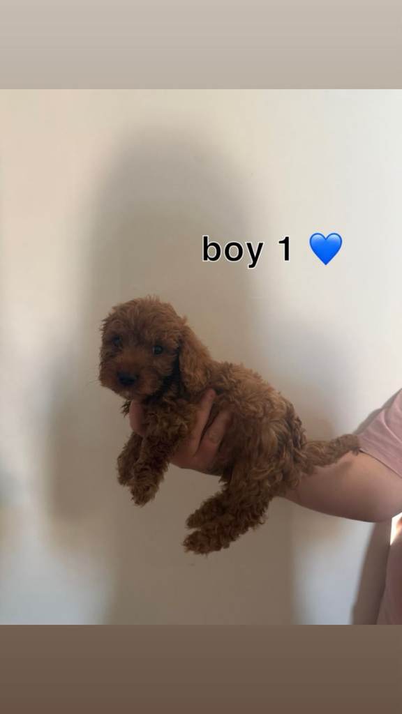 Cavapoo puppies! Ready now!