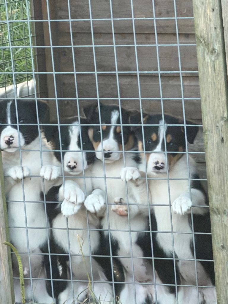 Border collie pups 