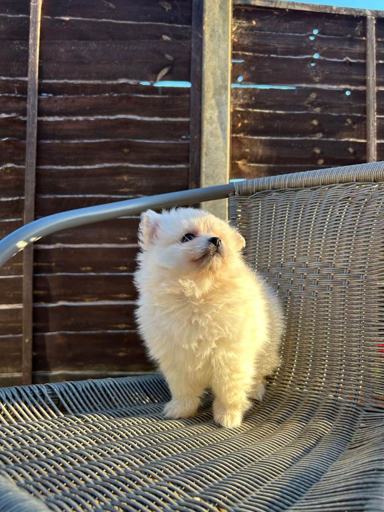 Mini pomeranian 