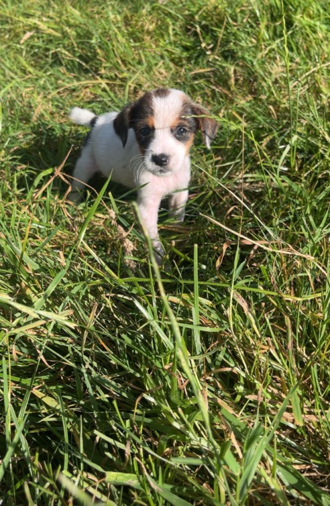 Jack russel puppies