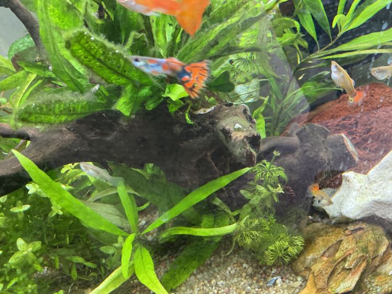 Guppies 