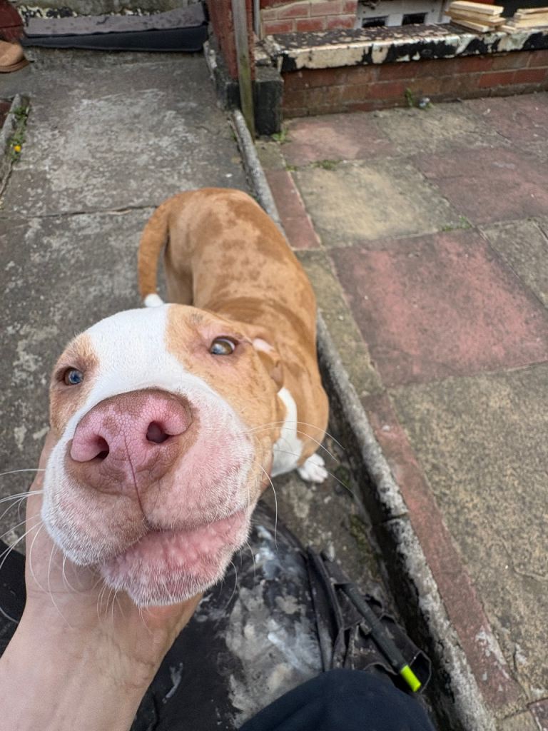 3/4 month old STAFFY PUP 