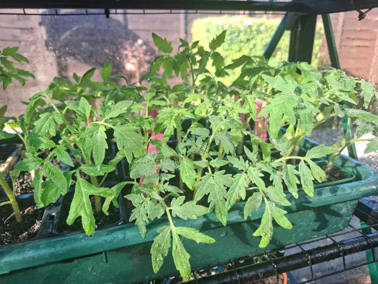 6 tomato plants