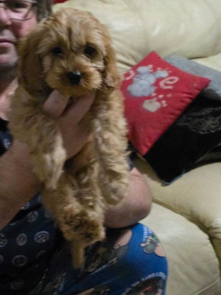 Cavapoo puppies for sale 