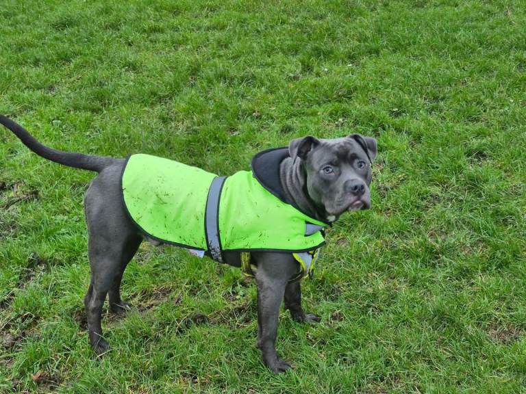 Staffy - Meet Chief