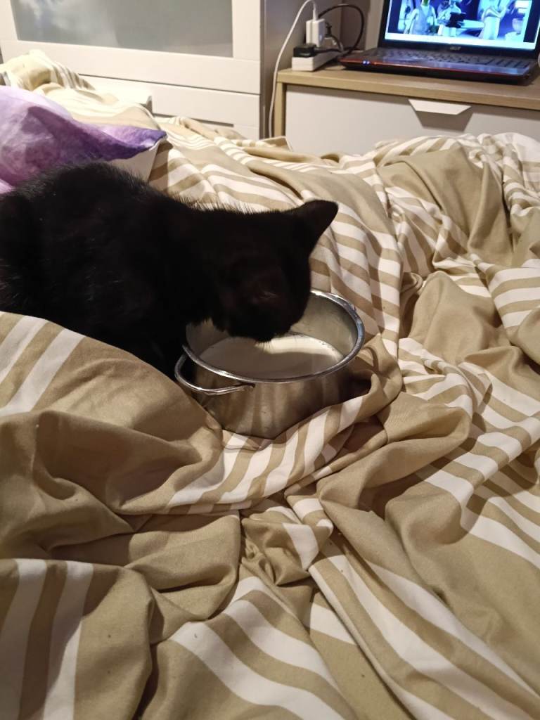 Kitten looking new home 