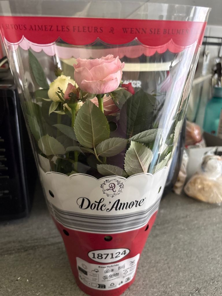 Dole Amore Rose Plant – New in Packaging