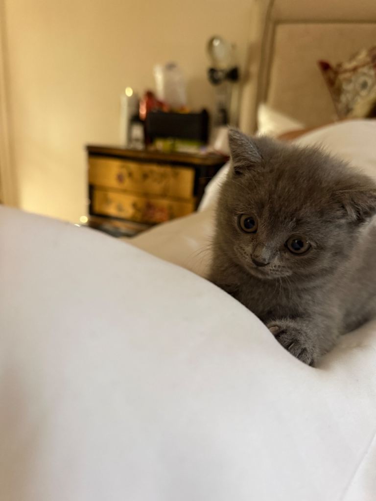 🐾 Beautiful Full Pedigree British Blue Shorthair Kittens – Loving Forever Homes Wanted 🐾