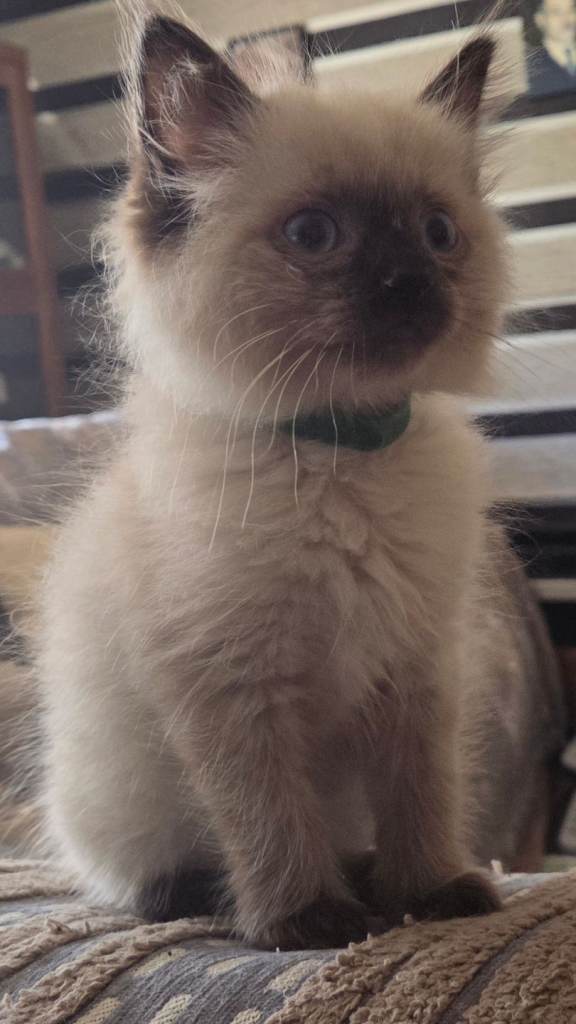Ragdoll Kitten