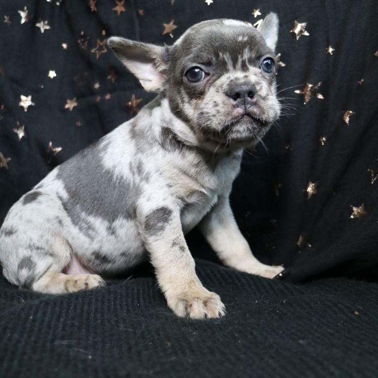 Happy health French bulldogs puppies 