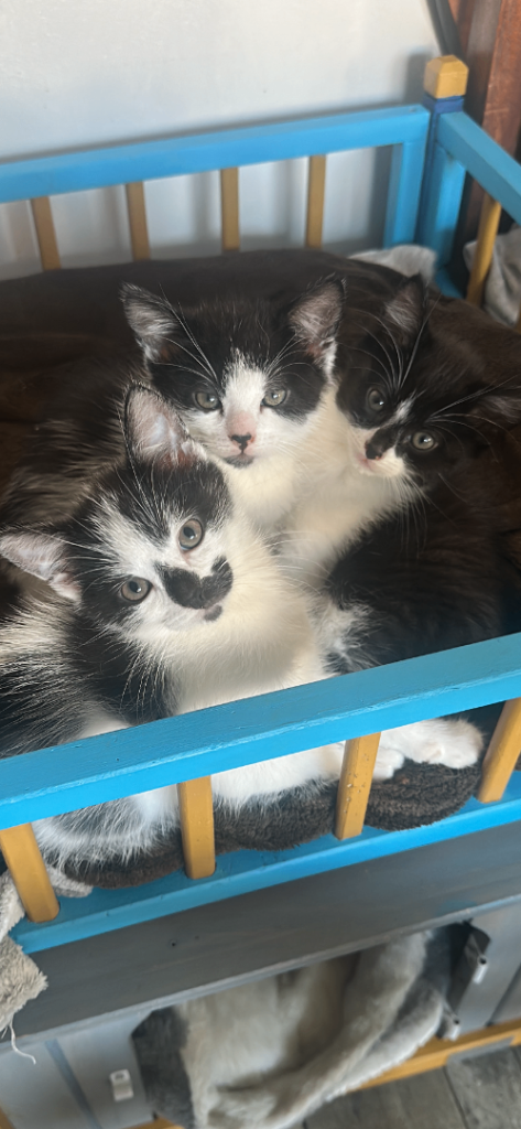 Kittens