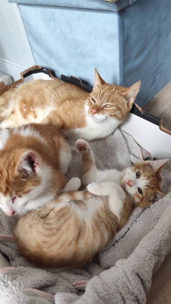 Cats
