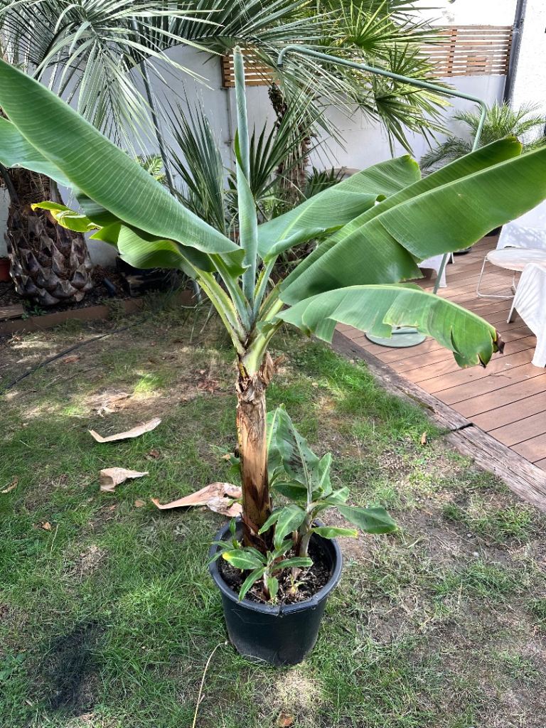 Musa Cavendish dwarf banana 5ft tall 30L pot