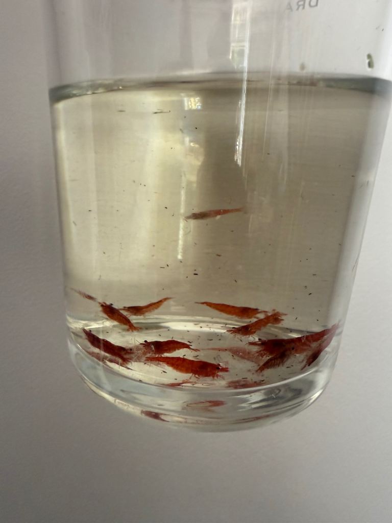 Cherry shrimp various colours Red, Blue, Yellow, Green 