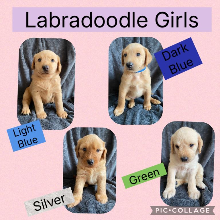 School Dog Multigen Labradoodles