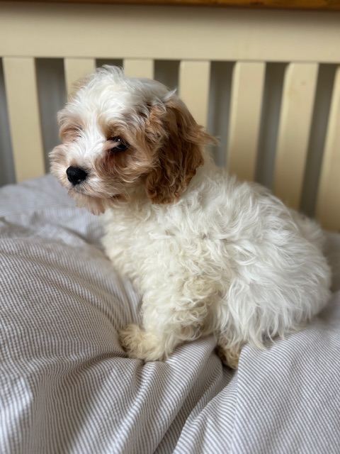 Male cavachon puppy 
