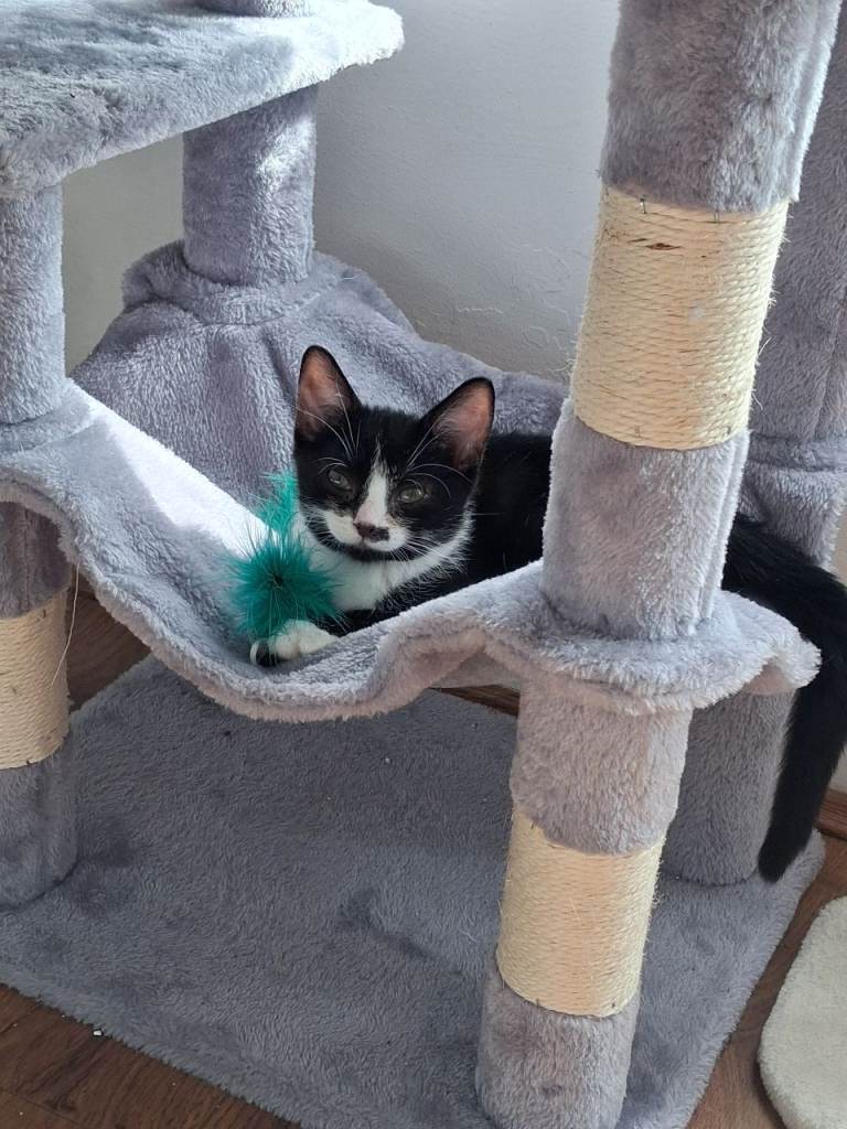 12 week old kitten for sale 