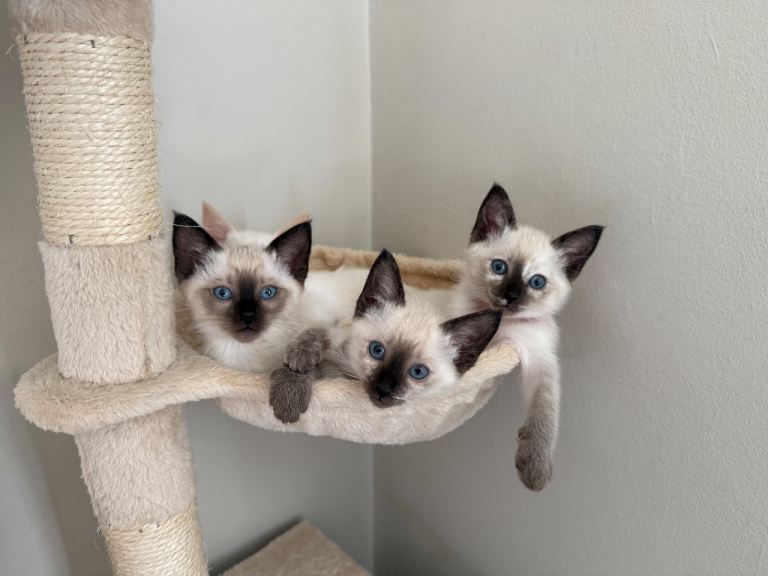 🐾 Ragdoll Kittens – 2 Girls Available 🐾