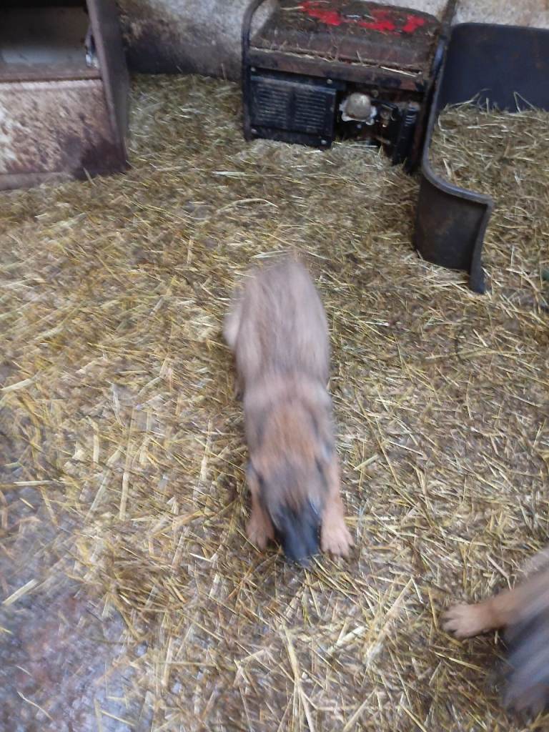 6 puppies for sale. 5 girls 1 male.