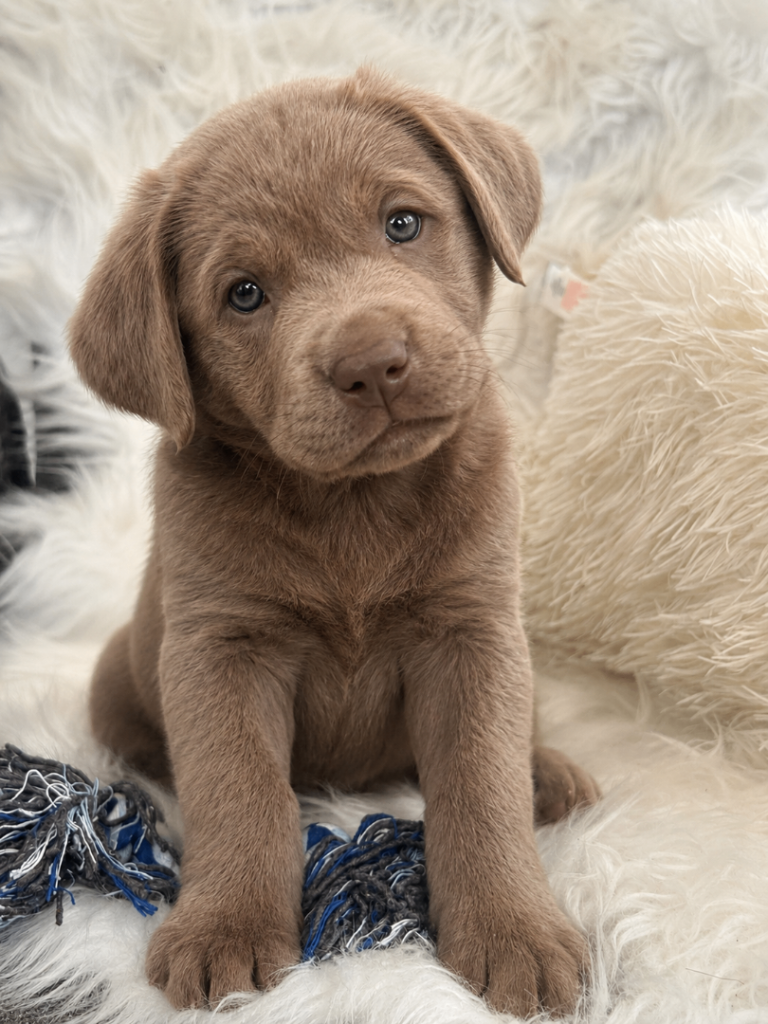 Stunning show type Labrador puppies ! 