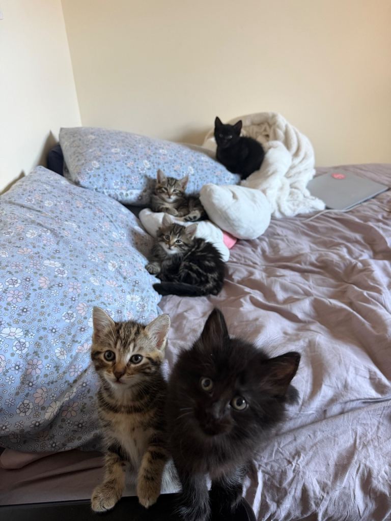 5 Kittens – Ready Soon 