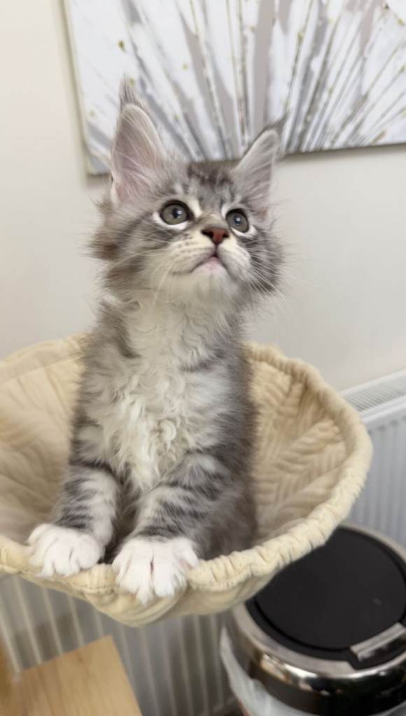 (Only TWO LEFT) Purebred Maine Coon Kittn girls