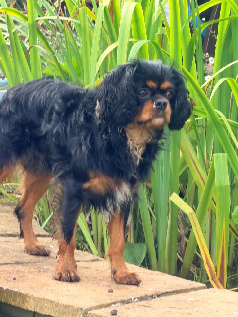 Beautiful Cavalier King Charles Spaniel Adult boy