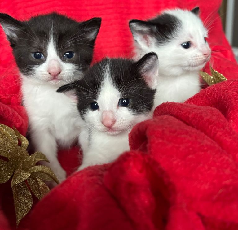 Black and white kittens 