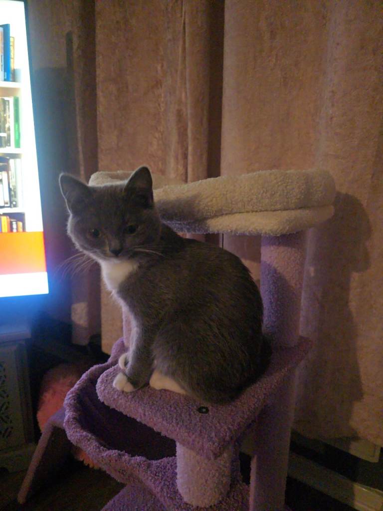 Female kitten for sale 