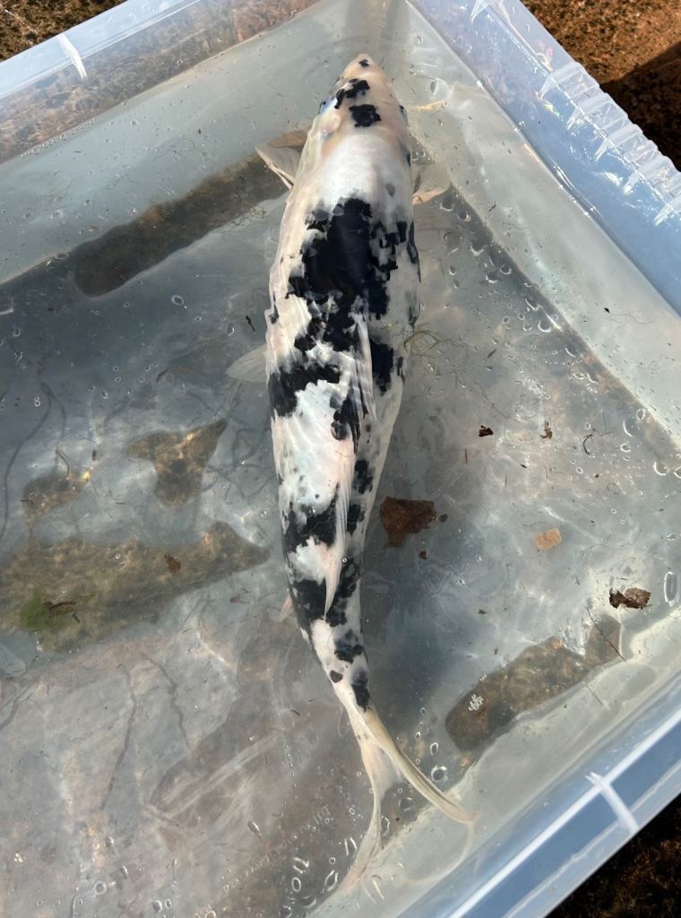 Koi 